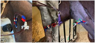 Feasibility of hemoperfusion using extracorporeal therapy in the horse